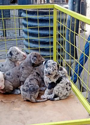 1-3 months Female Purebred Great Dane - thumbnail 2