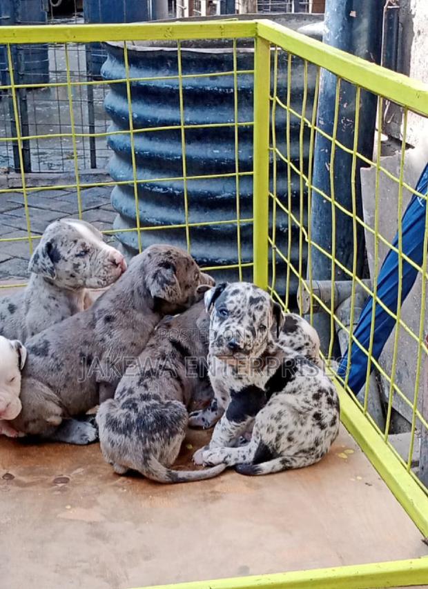 1-3 months Female Purebred Great Dane - main view