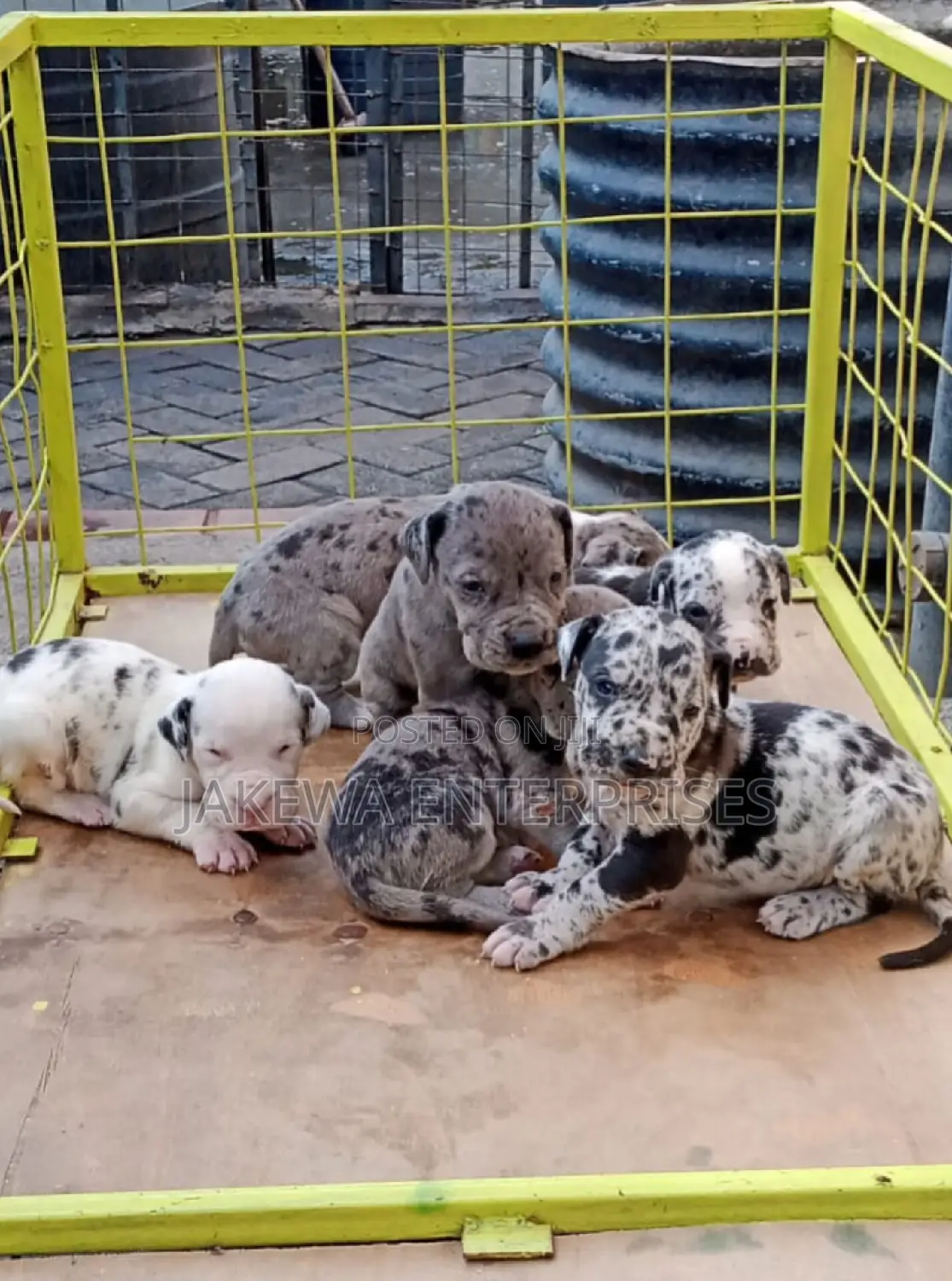 1-3 months Male Purebred Great Dane