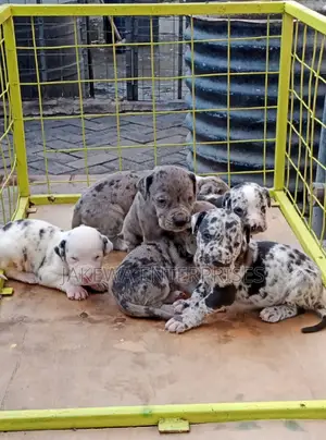 1-3 months Male Purebred Great Dane