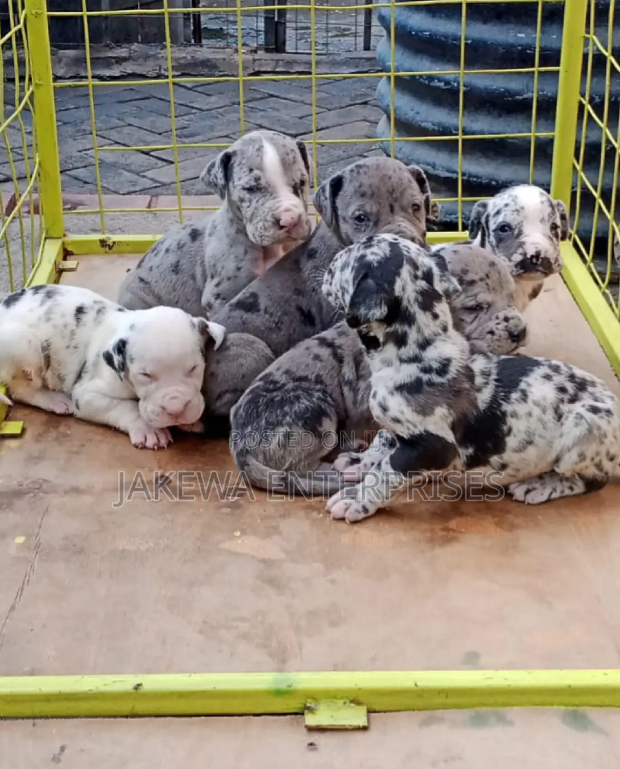 1-3 months Female Purebred Great Dane