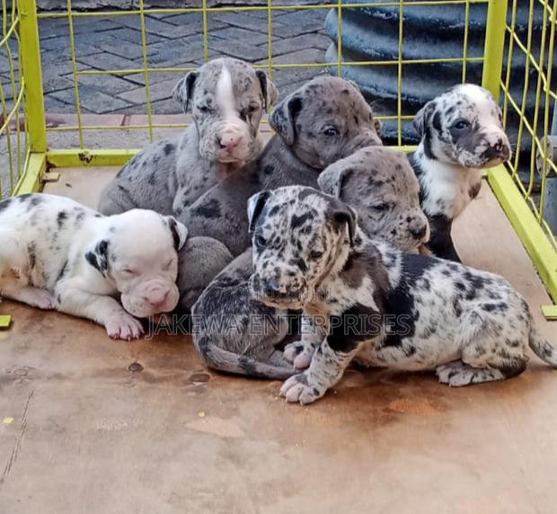1-3 months Male Purebred Great Dane