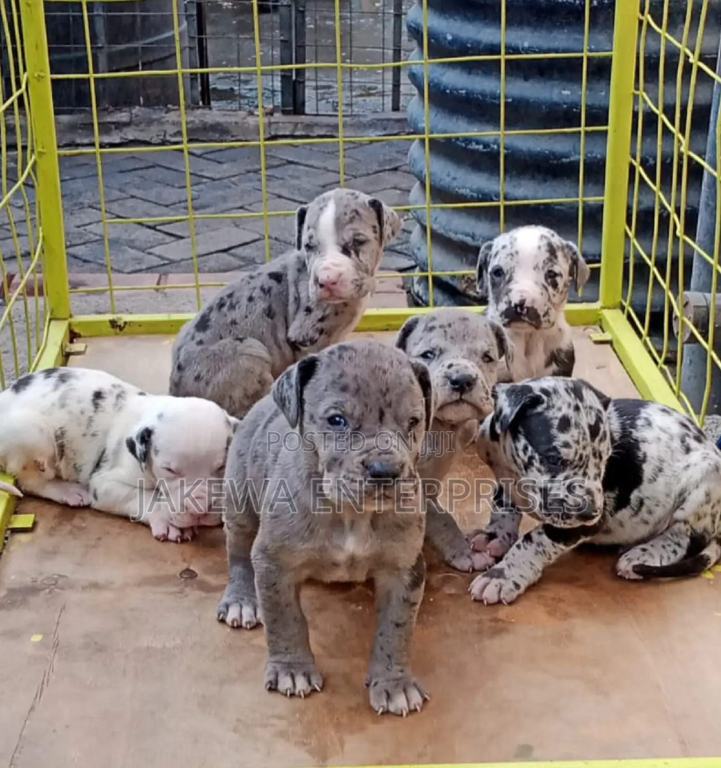 1-3 months Female Purebred Great Dane