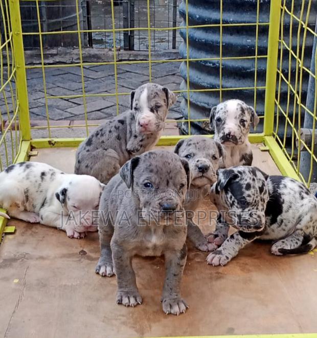 1-3 months Female Purebred Great Dane