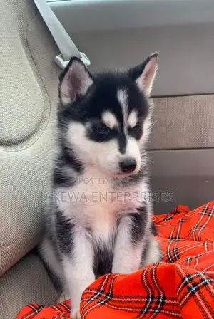 1-3 months Female Purebred Siberian Husky