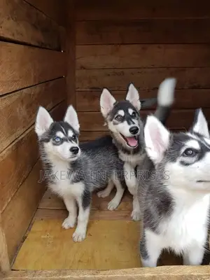 1-3 months Female Purebred Siberian Husky