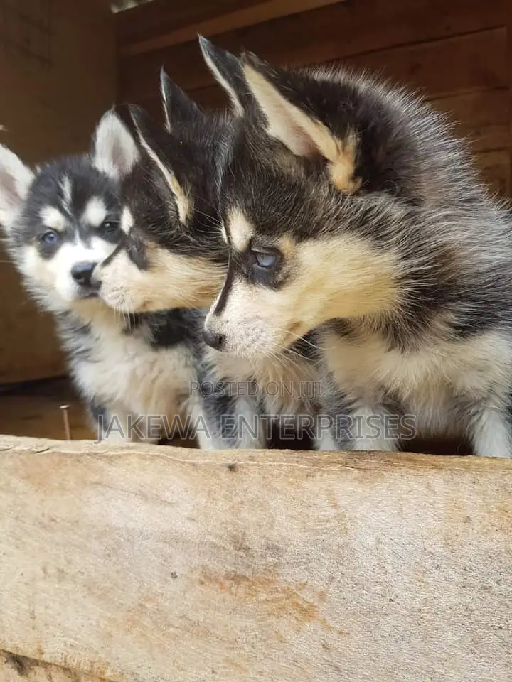 1-3 months Male Purebred Siberian Husky