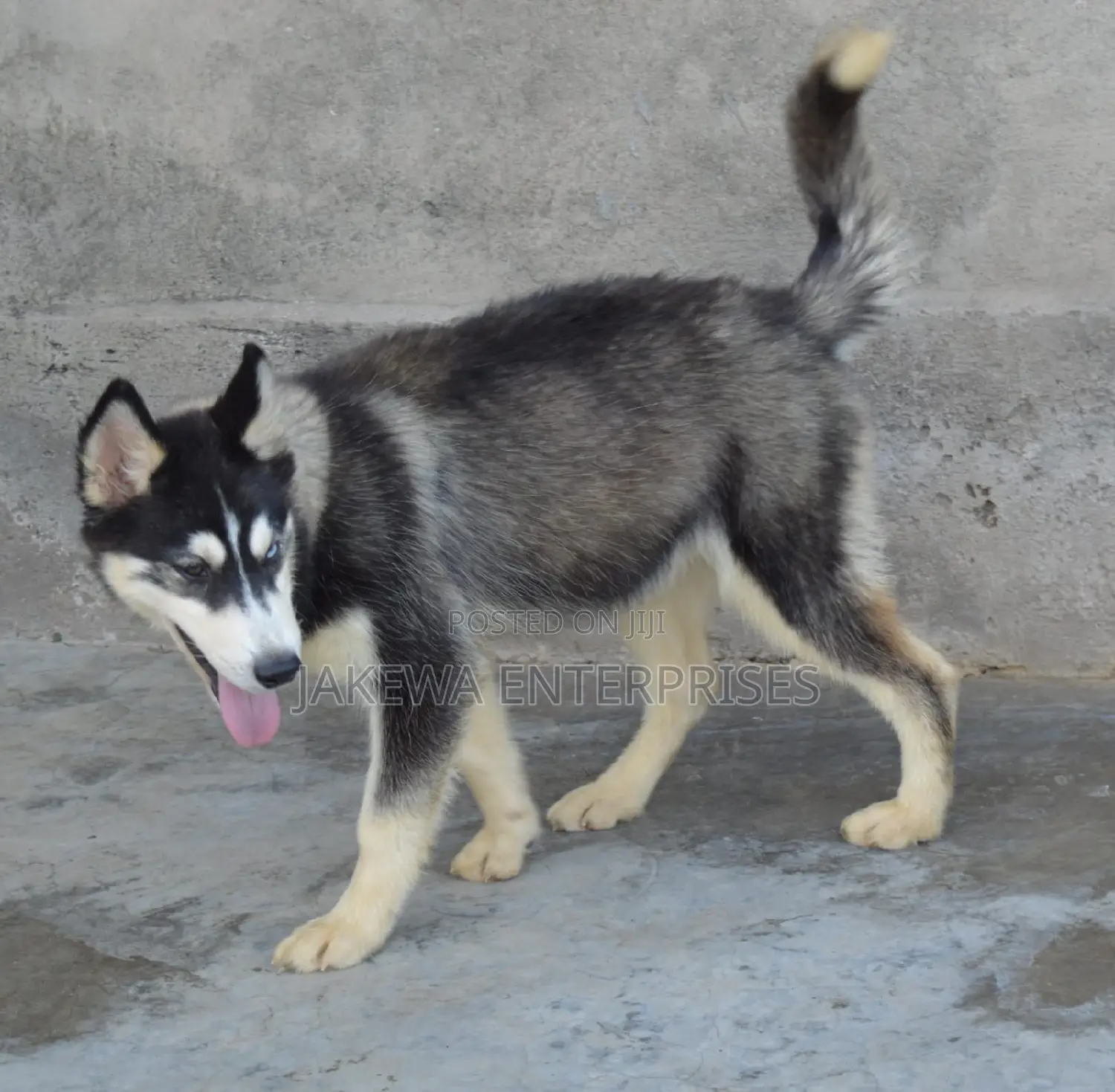 3-6 months Male Purebred Siberian Husky