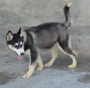 3-6 months Male Purebred Siberian Husky