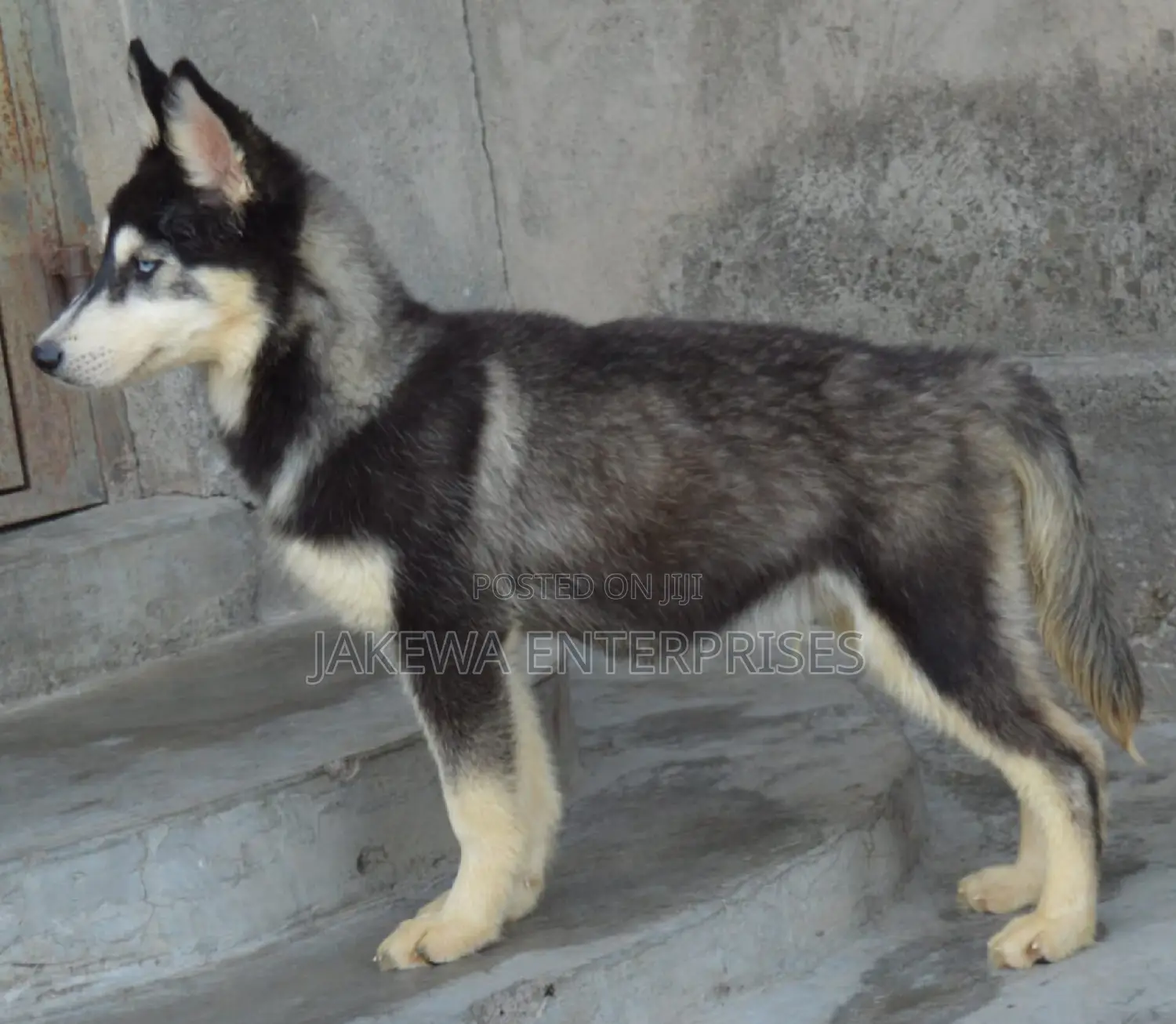 3-6 months Female Purebred Siberian Husky