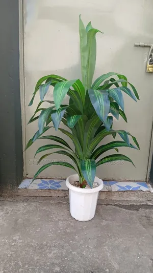 Snake Plant,Vase and Pebble Decorative Stones
