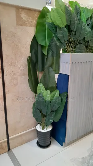 Full Banana Plant and Vase Available