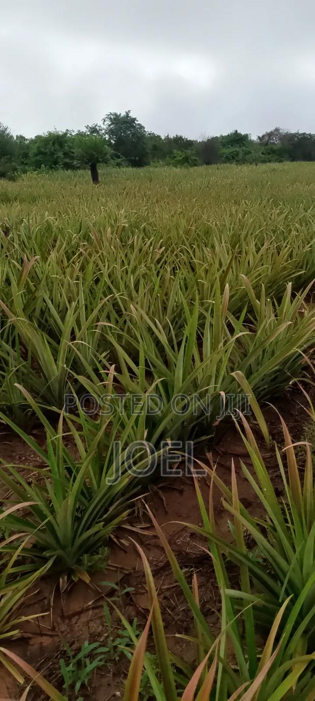 15 Acres Malindi On Offer Ready Title Deed - main view