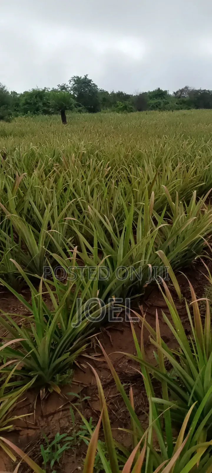 15 Acres Malindi On Offer Ready Title Deed