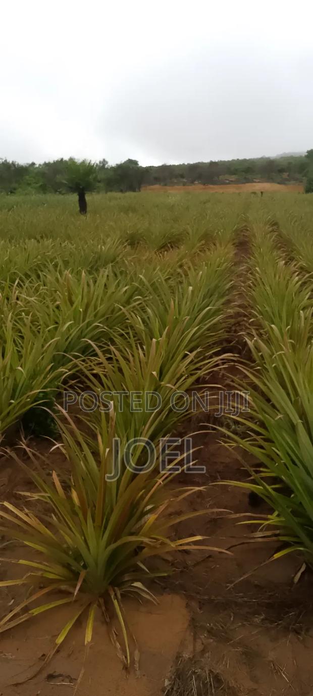 15 Acres Malindi On Offer Ready Title Deed - thumbnail 2