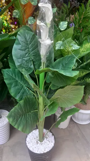 Flowered White Plant With Black Plastic Vase