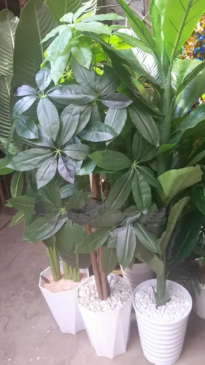 Mango Avacado Plant 1.6m KSH 7500 Complete