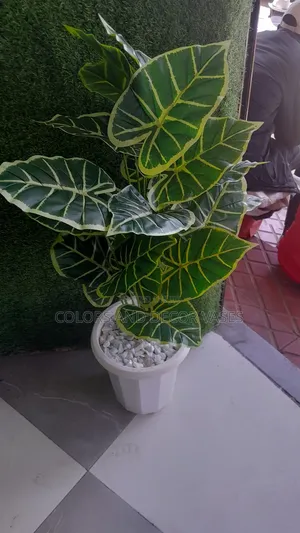 Plant, Vase Plus Stones Pebbles