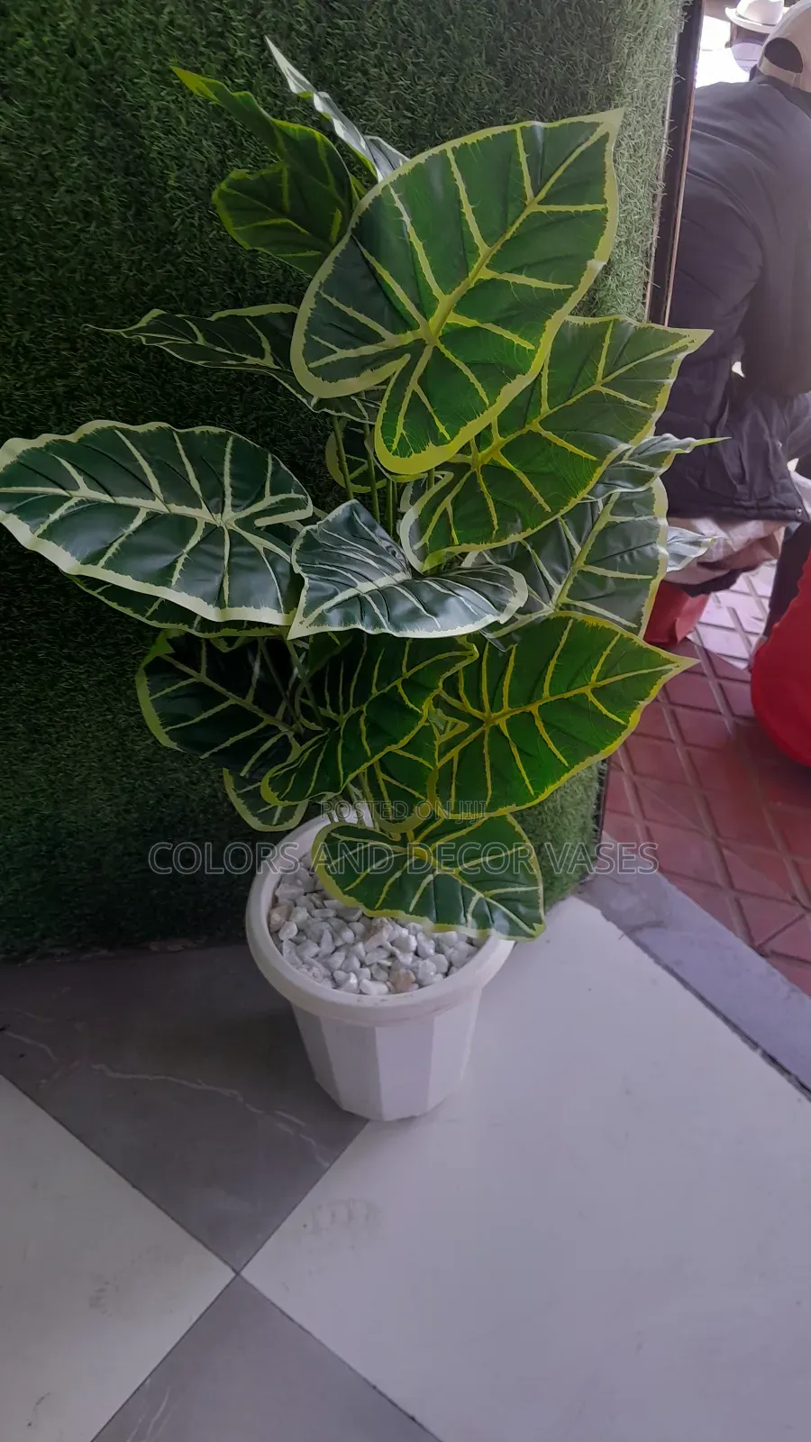 Plant, Vase Plus Stones Pebbles