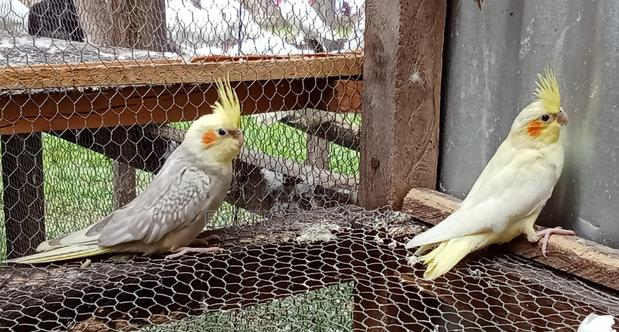 Young and Beautiful Cockatiels - main view