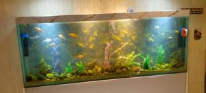 Wall Aquarium, Open Set Up Room Divider Aquarium - thumbnail 2