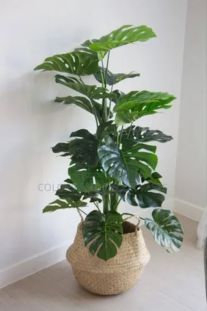1.6m Long Monstera Plant With Our Local Sisal Basket