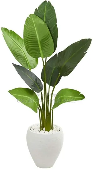 1.6m Banana Plant WITHOUT Vase