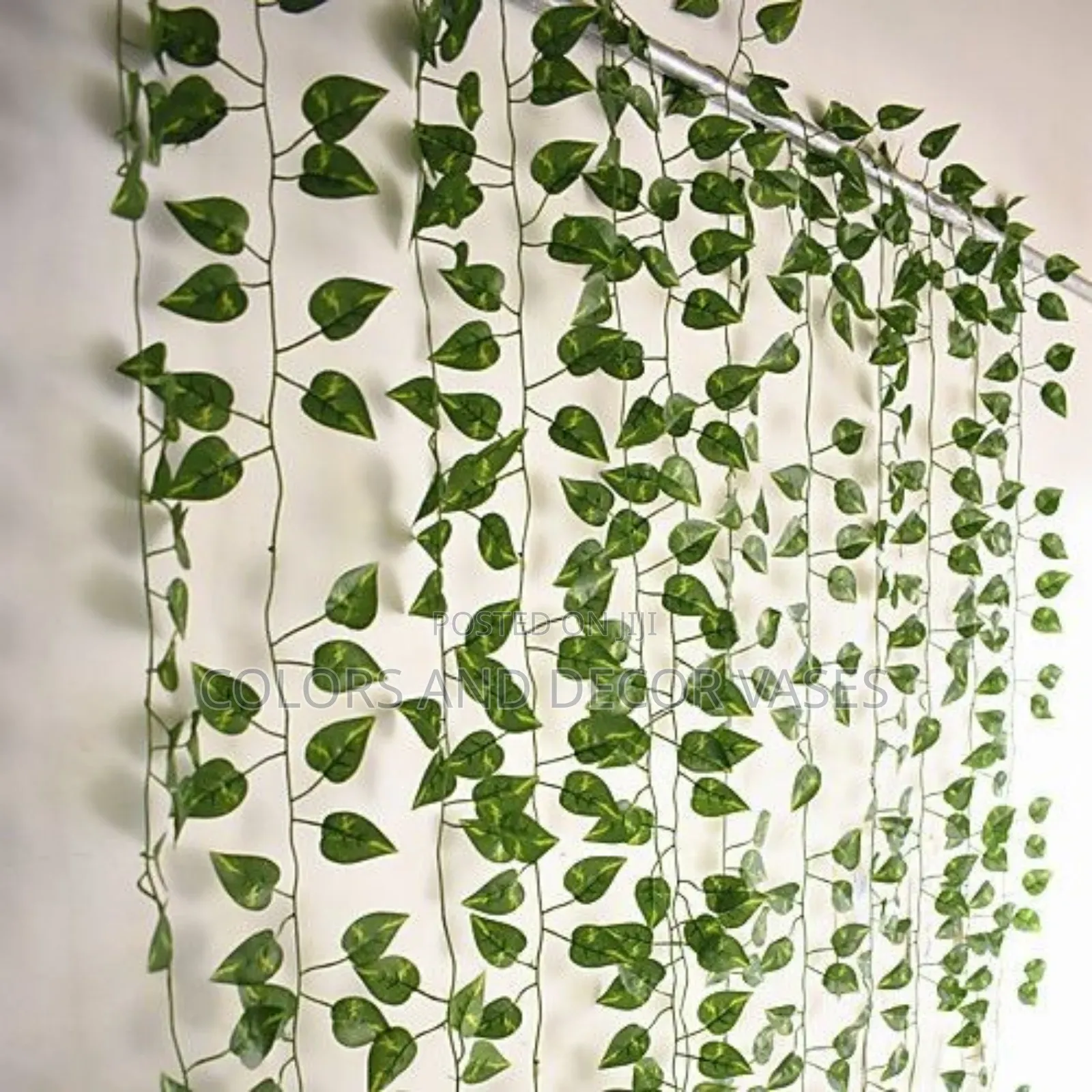 Money Plants 2m Long Dozen KSH 2400