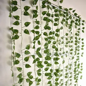 Money Plants 2m Long Dozen KSH 2400