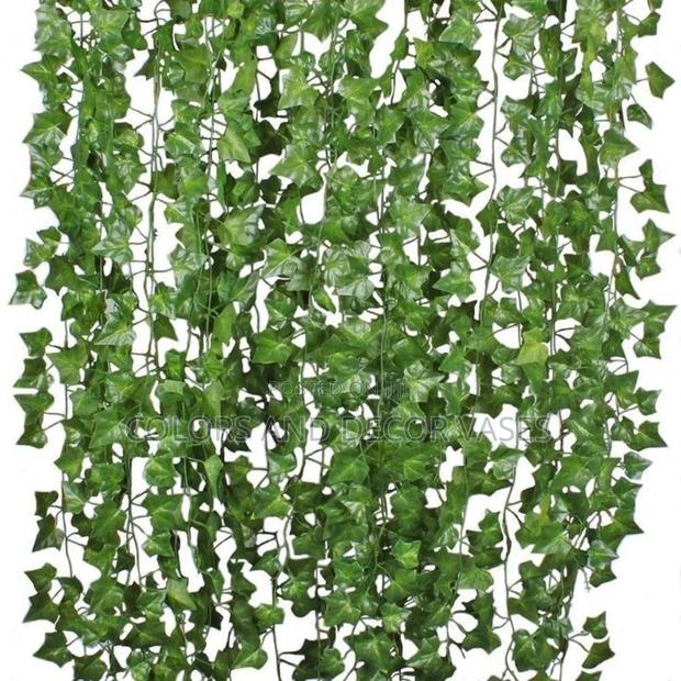 Hanging Plants, Climbers, Money Plants