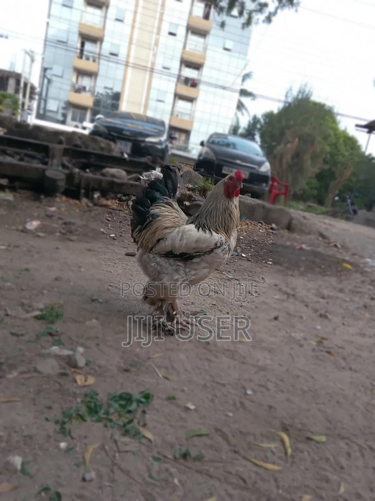 Brahma Chicken Showline