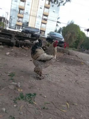 Brahma Chicken Showline