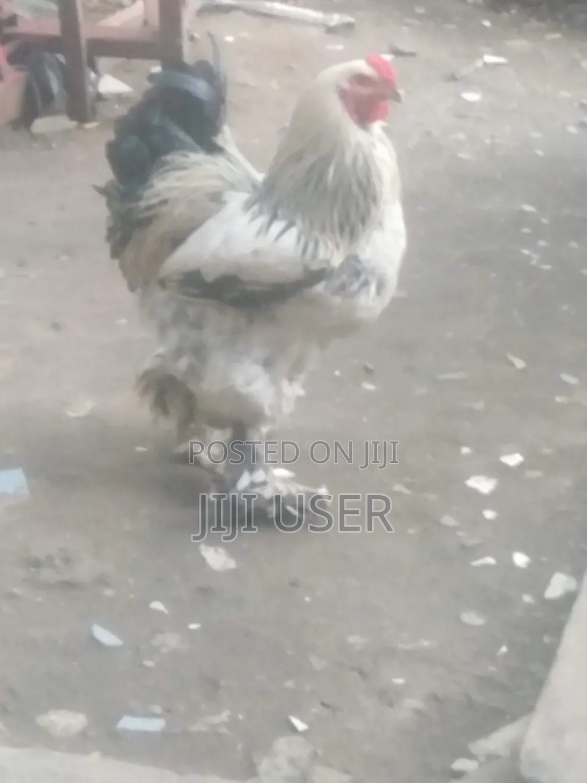 Brahma Chicken Showline