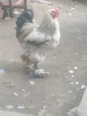Brahma Chicken Showline