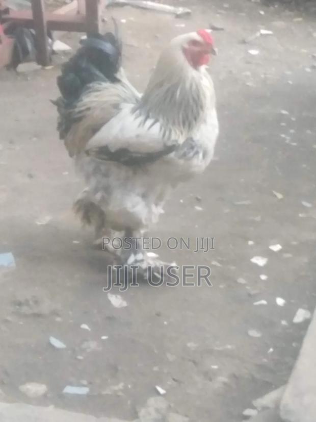 Brahma Chicken Showline - thumbnail 5