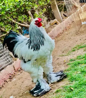Brahma Chicken Showline