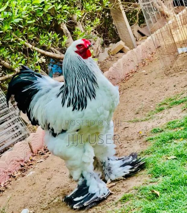 Brahma Chicken Showline - main view