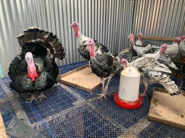 Plastic Poultry Mesh Roll for Big Birds Turkey Green, Blue - main view