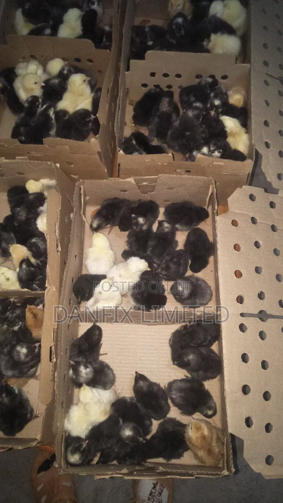 One Day Old Chicks For Sale