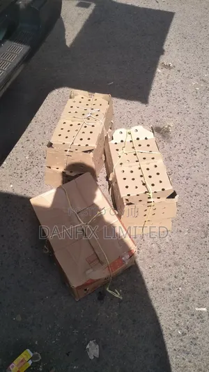 Improved Kienyeji Chicks for Sale