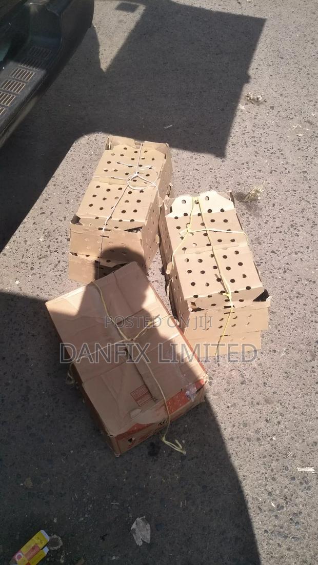 Improved Kienyeji Chicks for Sale - main view