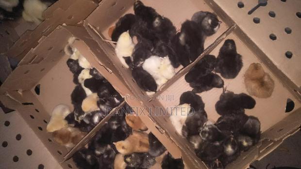 Improved Kienyeji Chicks on Sale!