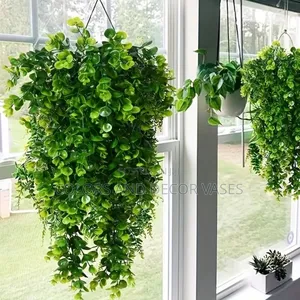 Vines Hanging Plants Available