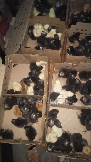 Improved Kienyeji Chicks for Sale(One Day Old)