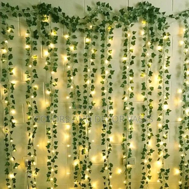 Climbers Money Plants Available - main view