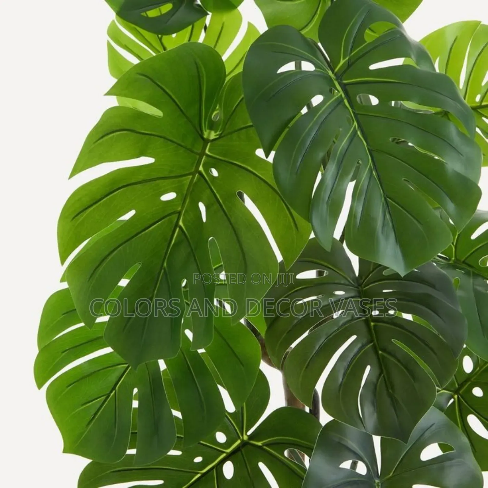 Monstera Plants Available KSH 1000