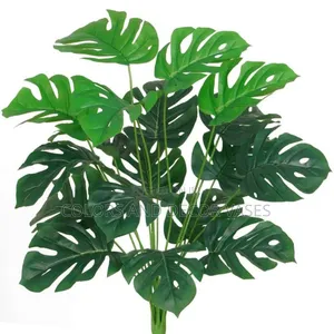 18 Leaves 70cm Monstera Plant in Stock