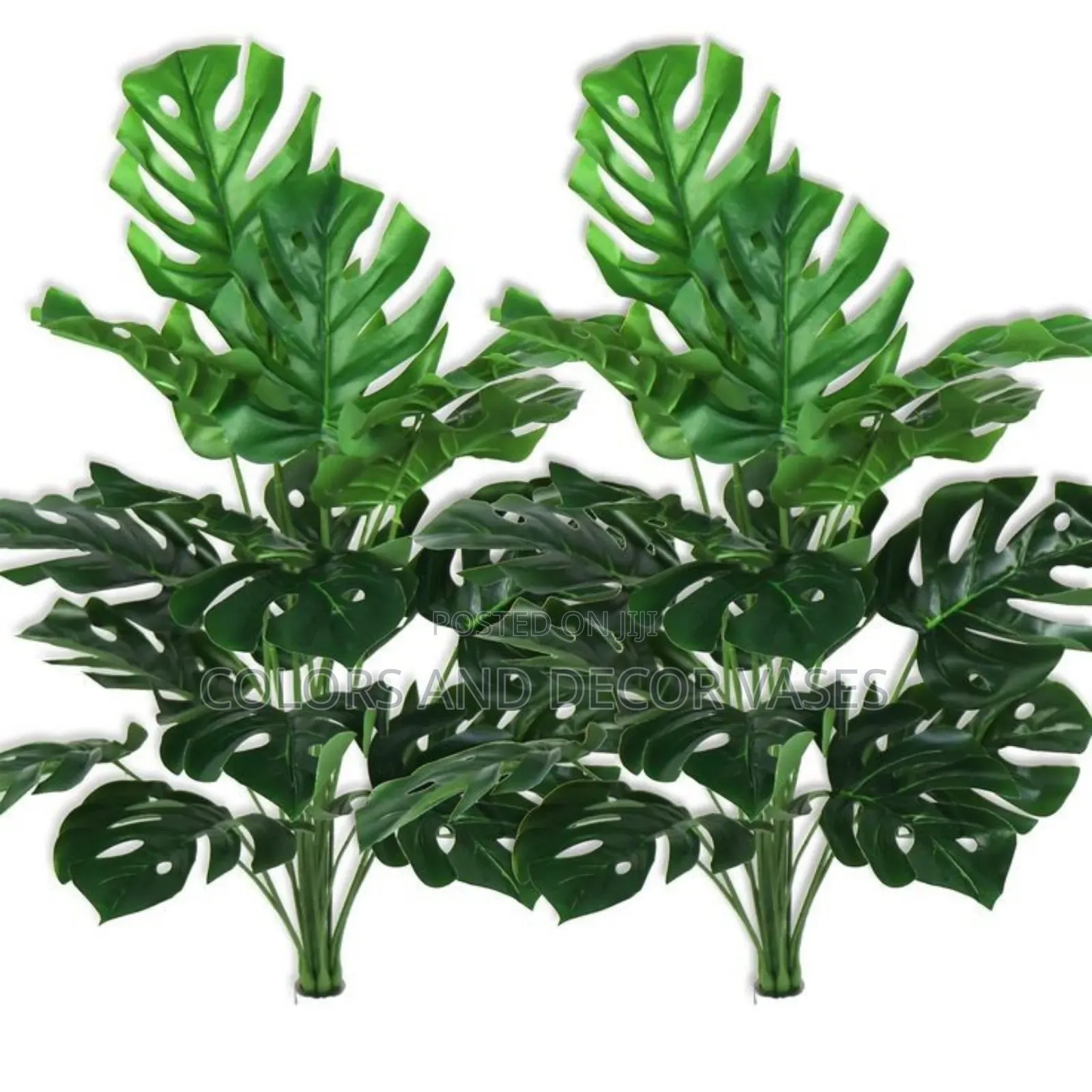 Monstera Plants 70cm 18leaves