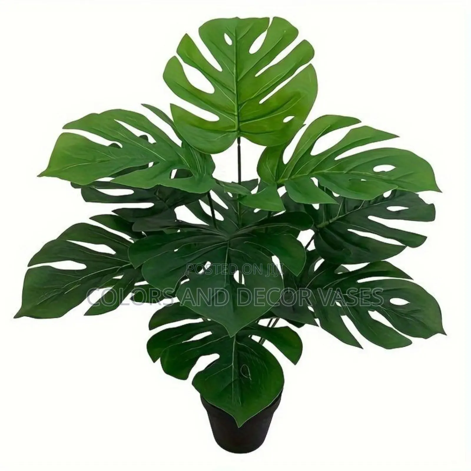Big Vase,Monstera Plant and White Pebble Stones