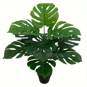 Big Vase,Monstera Plant and White Pebble Stones